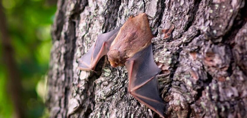 Detectado en dos especies de murciélagos en la India