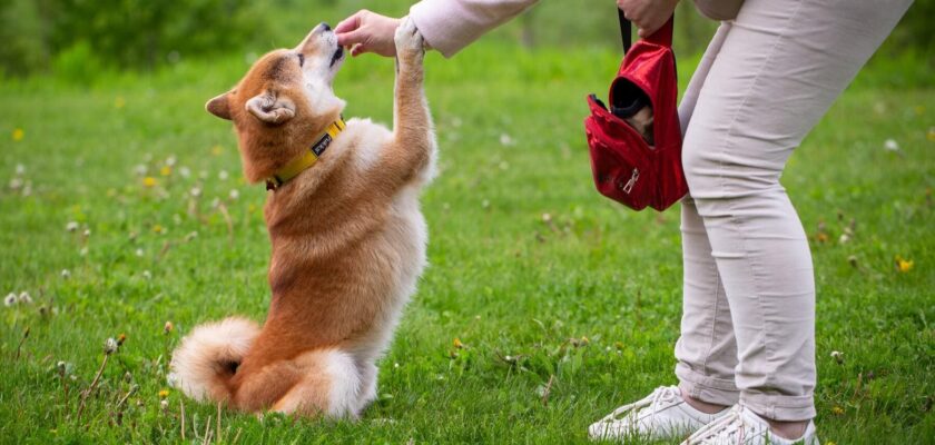 5 consejos básicos para enseñar al perro a obedecer