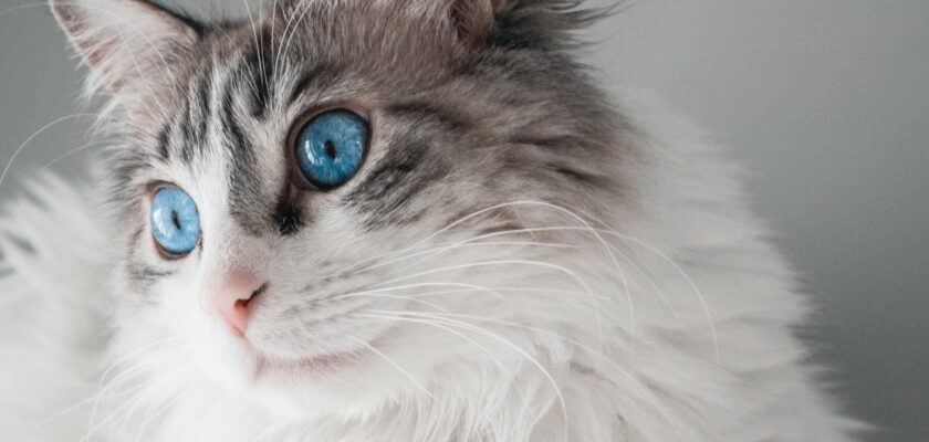 5 curiosidades del comportamiento de los gatos que te interesa saber