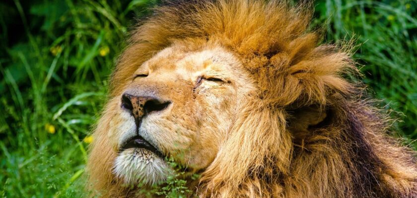 Las 20 mejores frases de leones para pensar y reflexionar