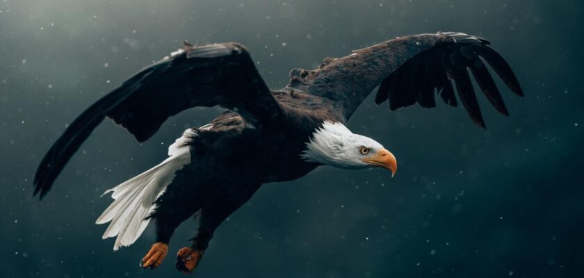 Las mejores frases sobre el águila, un animal poderoso