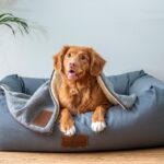 Consejos para evitar que el perro muerda su cama